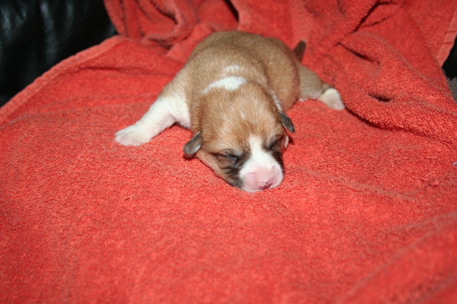 Puppies
